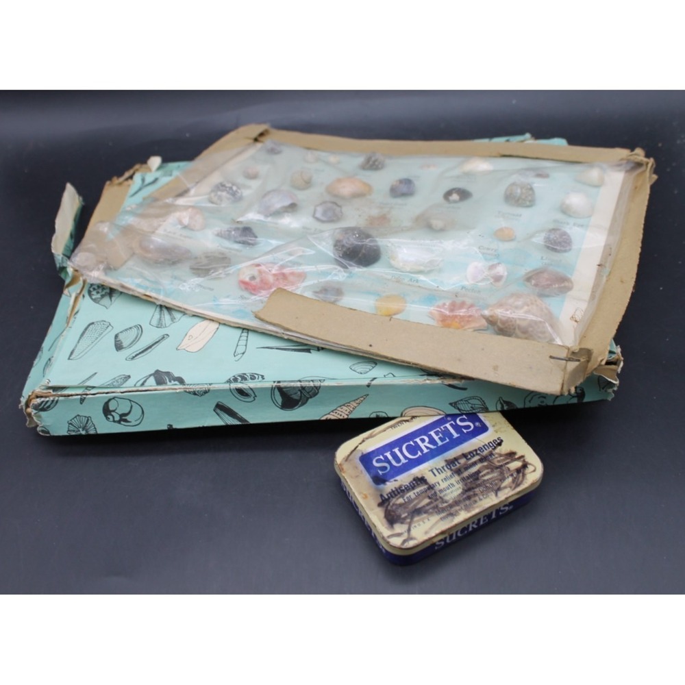 Vintage Shell Collection Lot 2 Japan 35 Specimens Each Mounted Labeled Sucrets